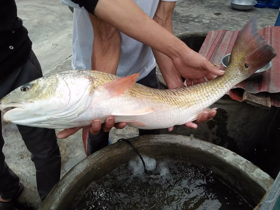 Cá sủ vàng là loài cá đặc biệt quý hiếm, bong bóng cá được dùng làm chỉ khâu hữu cơ dễ tan trong y học, thịt cá rất ngon… nên có giá trị kinh tế rất cao trên thị trường.