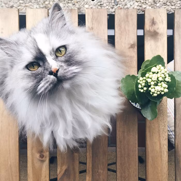 Theo chủ nhân của Alice, dường như cô mèo đáng yêu này ý thức được nhan sắc của mình, nó rất thích được chú ý, đi đến đâu cũng muốn là trung tâm của mọi ánh nhìn. (Nguồn Bored Panda)
