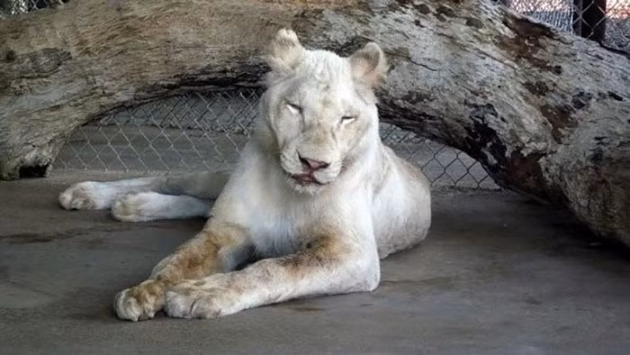 Trước khi được trung tâm giải cứu và giáo dục động vật hoang dã Texas' In-Sync Exotics Wildlife cứu thoát khỏi cuộc sống cầm tù, cặp đôi sư tử số khổ Kahn và Sheila đã bị chủ nhân của mình ngược đãi thậm tệ, phải sống một cuộc sống không khác gì địa ngục trần gian. (Theo Bored Panda)