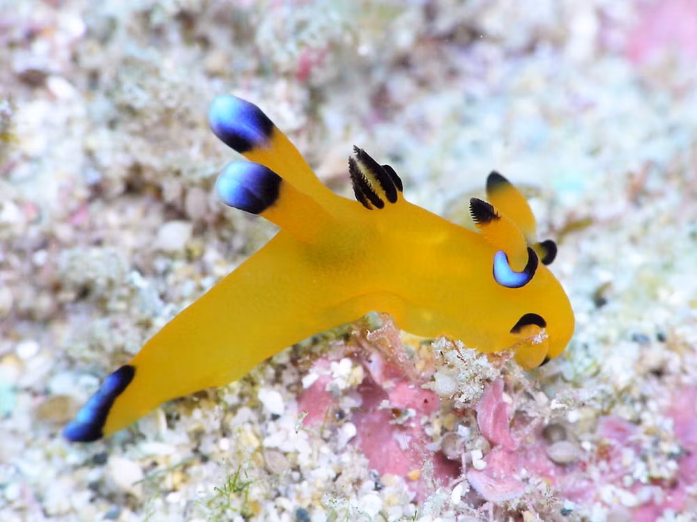 Sở hữu màu vàng toàn thân và những chấm đen nổi bật trên chóp tai và đuôi giống hệt như Pikachu, sên biển Thecacera Pacifica thậm chí còn được coi là nguyên mẫu của sinh vật tưởng tượng Pikachu.
