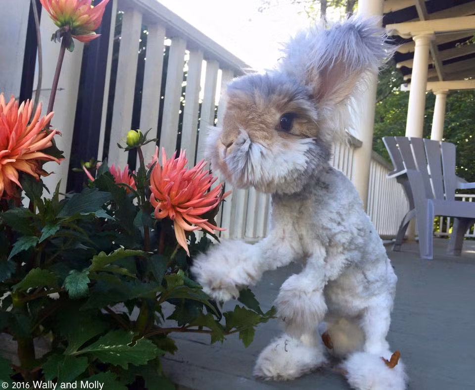 Cả Wally và Suki đều thuộc giống thỏ Angora của Anh, là một trong những loài thỏ dễ thương nhất thế giới với bộ lông dài, mềm mịn như cục bông.