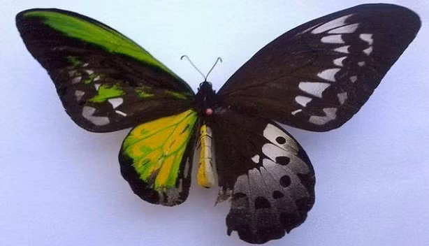 Một con bướm lưỡng tính với nửa bên đực sặc sỡ, màu sắc, nửa bên cái đen trắng tương phản, bí ẩn quyến rũ.