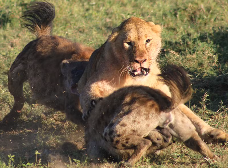 Tại vườn quốc gia Masai Mara ở Kenya, một nhiếp ảnh gia động vật hoang dã đã ghi lại được khoảnh khắc kịch tính khi một con sư tử cái chống lại cả đàn linh cẩu và chó rừng hợp sức tranh cướp mồi. (Nguồn Sina)