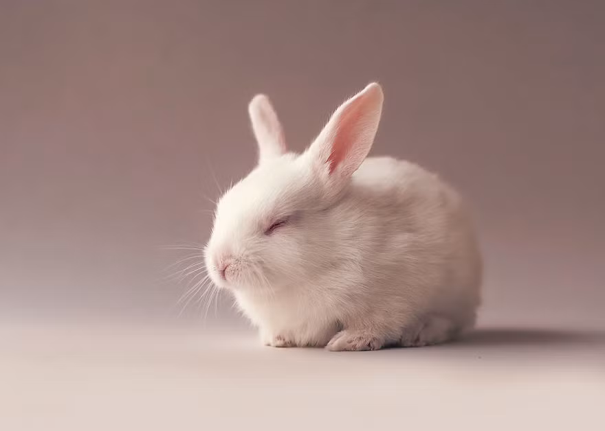 Khoảnh khắc tĩnh lặng của thỏ con được nhiếp ảnh gia Ashraful ghi lại. (Nguồn Bored Panda)