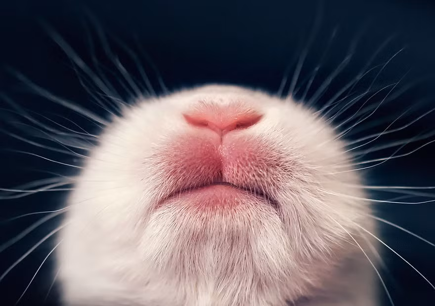 Đối với Ashraful, những con thỏ đáng yêu không chỉ là vật nuôi, là thú cưng mà còn là một người bạn đồng hành, là niềm cảm hứng sáng tạo nghệ thuật của anh. (Nguồn Bored Panda)