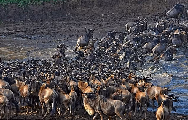 Chúng buộc phải lao xuống dòng sông Mara để sang được bờ bên kia. Trong quá trình vượt sông nguy hiểm chất chồng này, có khoảng 1/3 đàn linh dương đầu bò vĩnh viễn bỏ mạng trong hàm cá sấu, vĩnh viễn không sang được bờ bên kia.
