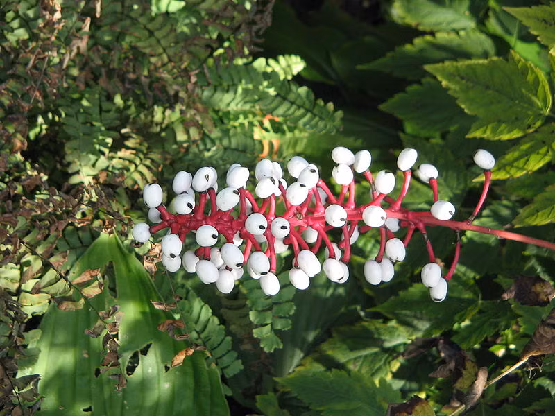 Cây mắt búp bê còn có cái tên khác là cây baneberry trắng, tên khoa học là Actaea pachypoda, là một loài của thực vật có hoa trong chi Actaea thuộc họ Mao lương, sinh sống chủ yếu ở các khu rừng hỗn giao ở phía Đông và phía Bắc thuộc Bắc Mỹ.