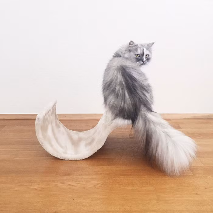 Năm nay 5 tuổi, mèo Alice thể hiện một phong cách hoàng gia thành thục. (Nguồn Bored Panda)