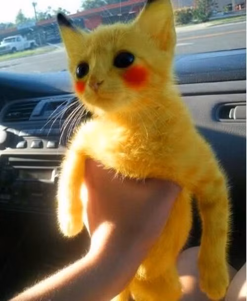 Chỉ cần nhìn vào đôi mắt của những sinh vật Pikachu mèo này, bạn sẽ tự động "tan chảy" bởi sự dễ thương của chúng.