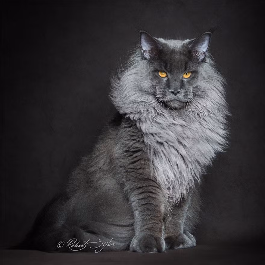 Lại có một truyền thuyết khác dựa trên kiểu hình và đặc tính của mèo Maine Coon (mặc dù xét về mặt di truyền là không thể), truyền thuyết nà cho rằng mèo Maine Coon là con lai của giống mèo nửa hoang với gấu trúc Bắc Mỹ. Thuyết này bắt nguồn từ màu lông của mèo Maine Coon, chủ yếu là màu nâu kiểu mèo khoang và chiếc đuôi với lông dài như bồng bềnh. (Nguồn Bored Panda)