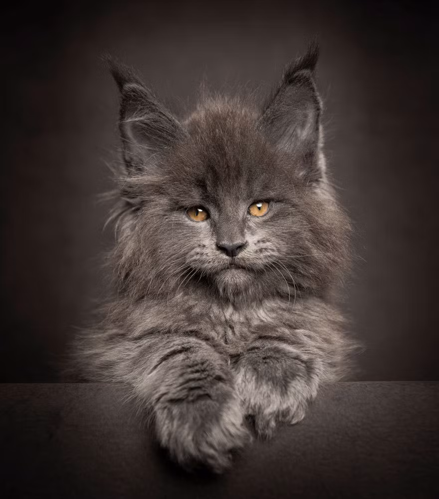 Bên cạnh đó, cũng có thông tin nói rằng mèo Maine Coon ra đời từ sự giao phối của mèo nhà với linh miêu, thuyết này cho rằng đó là nguyên nhân của chòm lông nằm trên đỉnh tai của Maine Coon, những chòm lông đó là đặc trưng của chi linh miêu. (Nguồn Bored Panda)