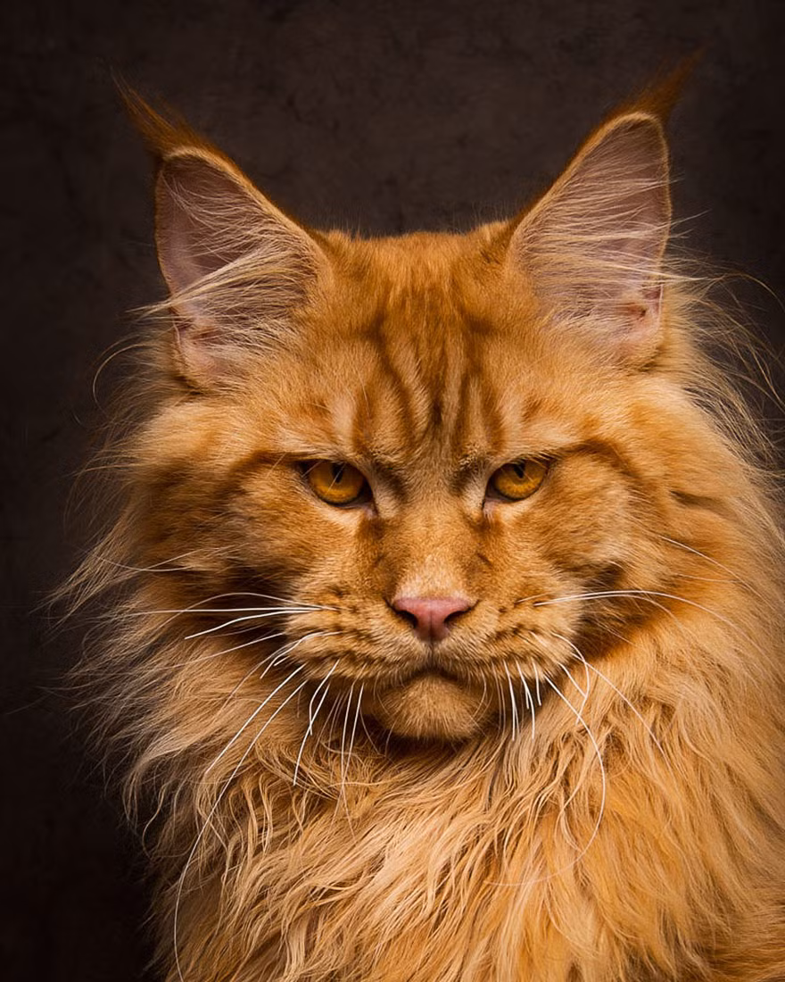 Qua những bức ảnh của Robert Sijka, loài mèo Maine Coon thể hiện được tất cả những nét đẹp của mình, nét đẹp của một loài mèo thuần chủng, một loài mèo quý tộc, vương giả. (Nguồn Bored Panda)