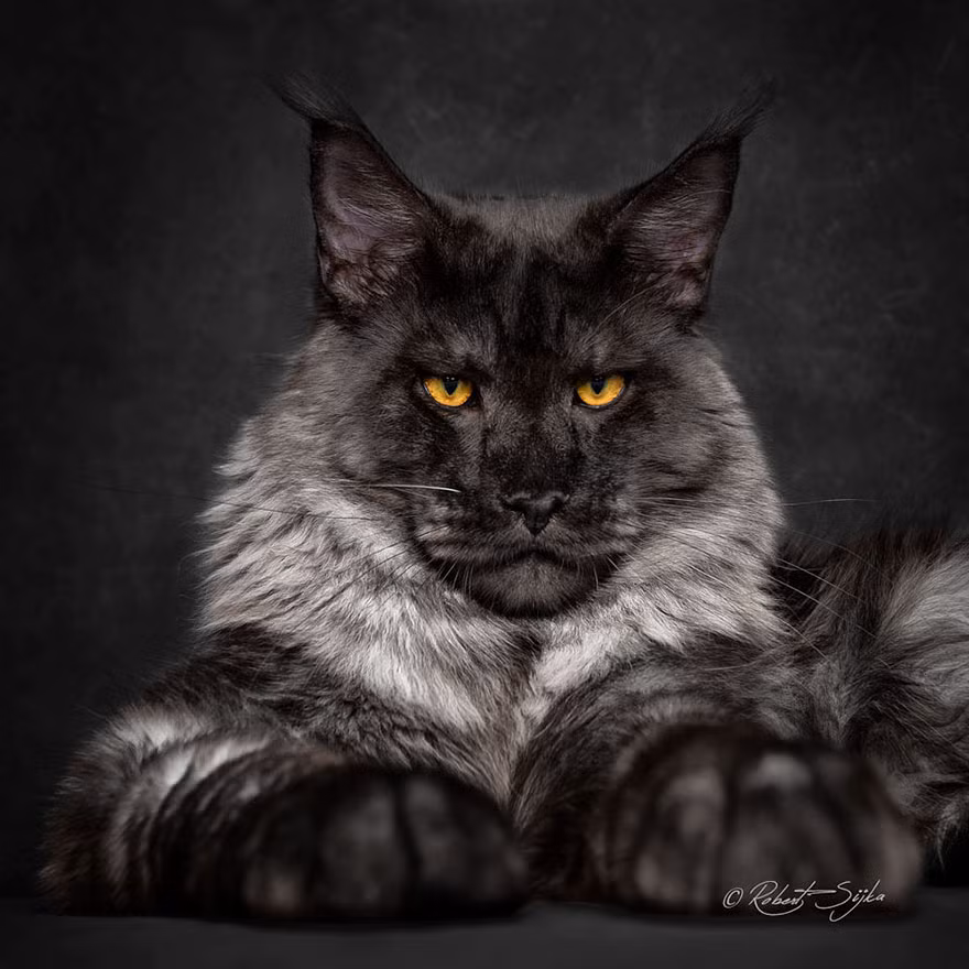 Về cơ bản mèo Maine Coon có họ hàng gần nhất với chi linh miêu, một chi chứa 4 loài mèo hoang kích thước trung bình. Tất cả đều rất đẹp và có vẻ huyền bí hiếm có. (Nguồn Bored Panda)