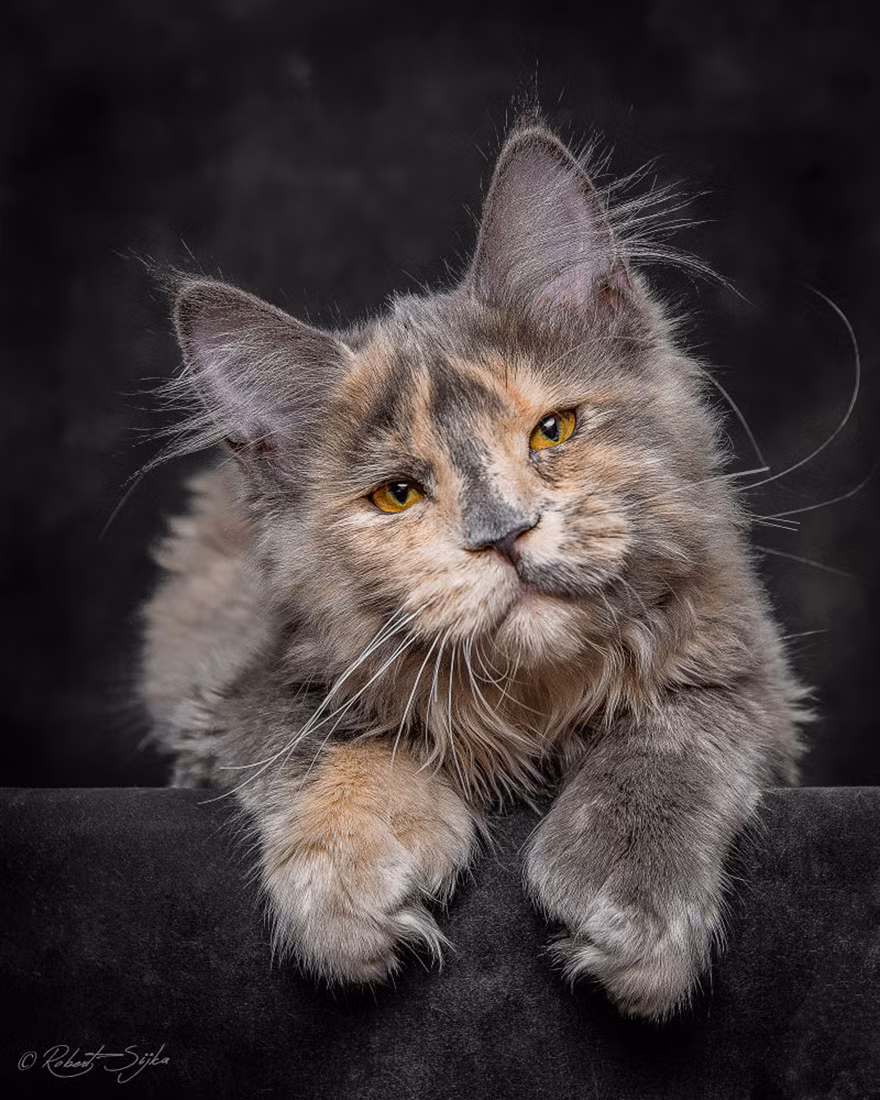 Nguồn gốc của nòi mèo Maine Coon cho đến nay vẫn chưa được rõ ràng. Những thông tin về xuất xứ của nòi mèo này chủ yếu là những giả thuyết cũng như các truyền thuyết dân gian. (Nguồn Bored Panda)