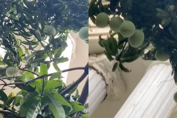 Cây xoài "phản chủ" này được Phượng Chanel quay clip khoe với cư dân mạng, nó có ngay trong biệt thự nhà cô. Đây là loài quả đặc biệt được nhiều người yêu thích trong mùa hè.