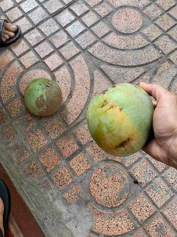 Lỗi tại quả xoài khiến chiếc xe ô tô bị bể cả kính.