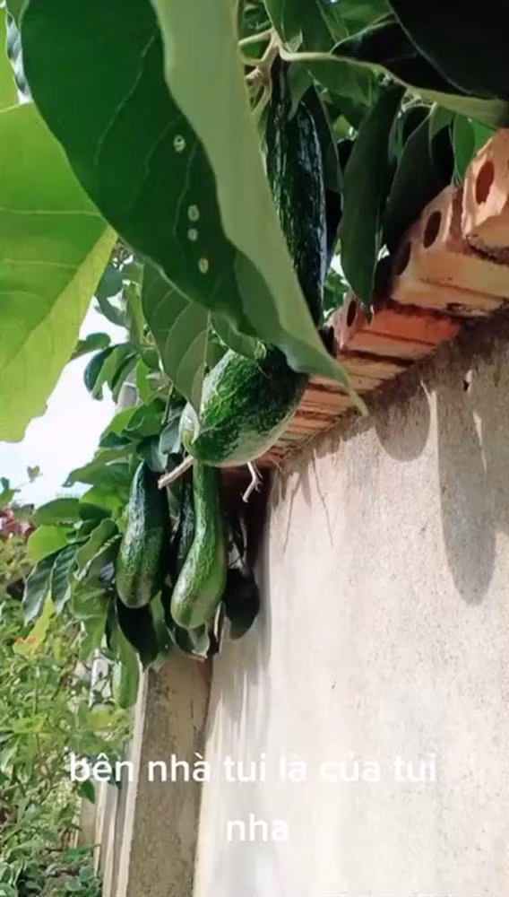 Mặc dù không mất công chăm bẵm, nhưng quả mọc ra bên nhà ai chính xác là của nhà đó rồi.