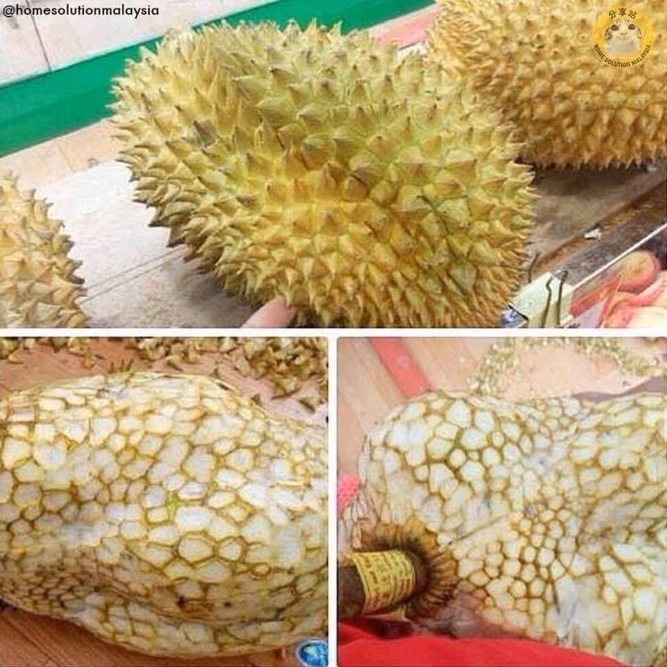 Không còn sót lại một cái gai nào nữa nhé.