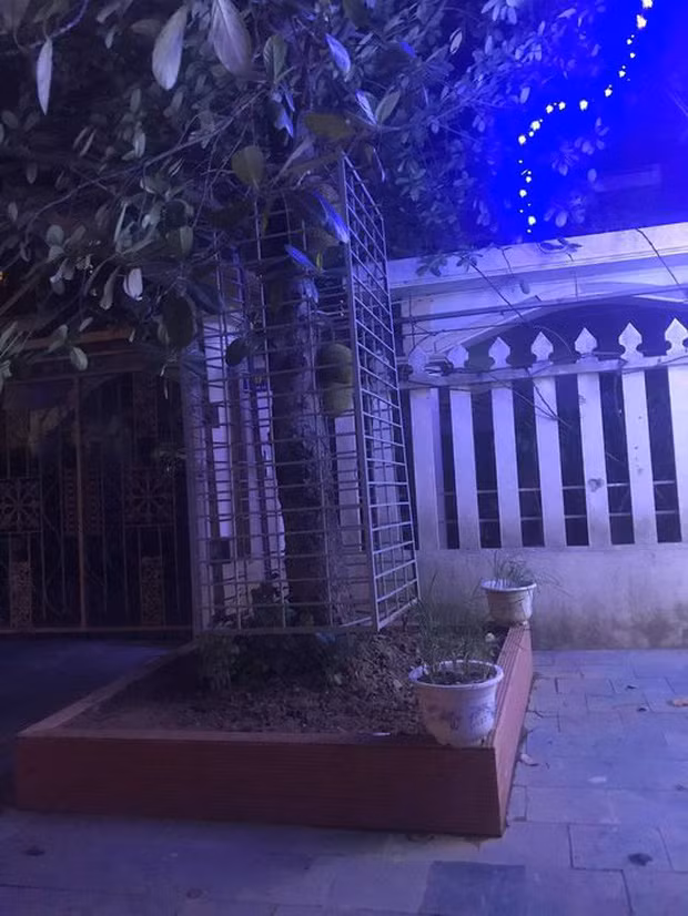 Mới đây, một gia chủ đã nghĩ ra "độc chiêu" bảo vệ cây mít trước nhà bằng “chiêu độc”, đó là dựng hẳn lồng sắt kiên cố xung quanh thân cây, từ dưới gốc lên đến gần đỉnh.