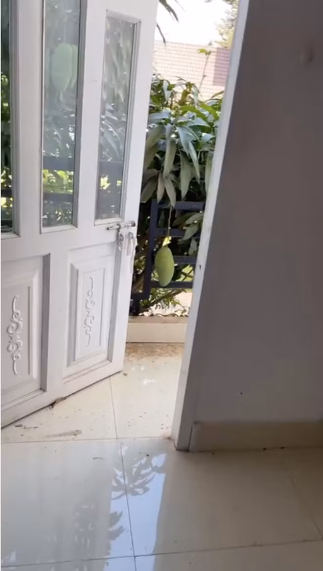 Mới đây, trên MXH xuất hiện một cây xoài "phản chủ" khiến không ít người thích thú. Theo đoạn clip một cô gái chia sẻ, cây xoài nhà hàng xóm đến ngày ra quả nhưng những quả xoài "siêu to khổng lồ" lại treo lủng lẳng gần ban công nhà cô.