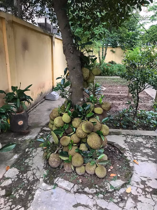 Trước đó trên MXH đã xuất hiện không ít những cây mít sai quả, mọc lúc lỉu nhìn vô cùng thích mắt.