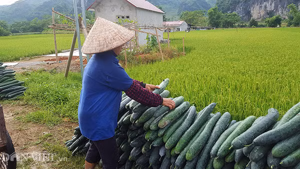 "Chả nhẽ mất công, mất sức trồng ra thành quả giờ lại không thu hoạch", cô Hoa buồn rầu nói.