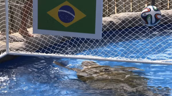 Meo diec Achilles va nhung nha tien tri ky la cua World Cup-Hinh-4