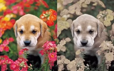 Do vậy, những con chó nhìn thế giới thông qua các màu sắc: màu vàng, màu xanh và màu xám.