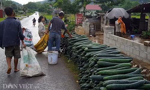 Hàng dãy dài bí đao được xếp dọc bên đường, đợi thương lái trả giá.