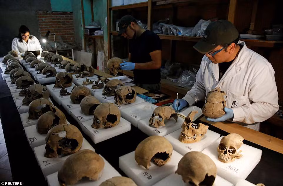 Về sau, người Aztec đục những lỗ lớn trên hộp sọ trước khi đặt chúng lên cây cột gỗ lớn.