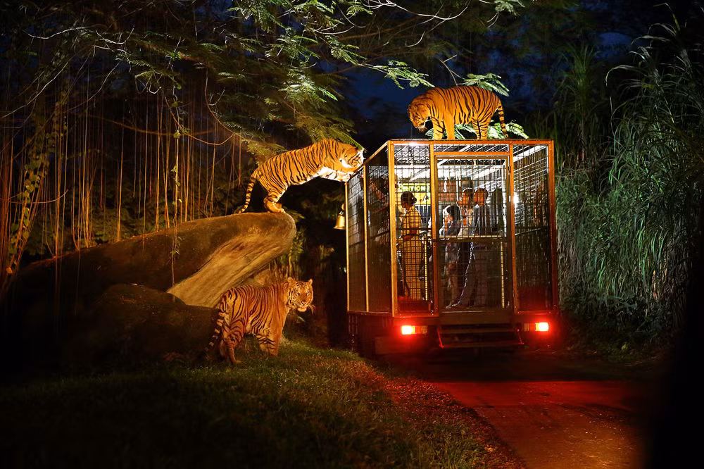Singapore là quốc gia có vườn thú đêm độc đáo đầu tiên trên thế giới có tên "Night Safari".