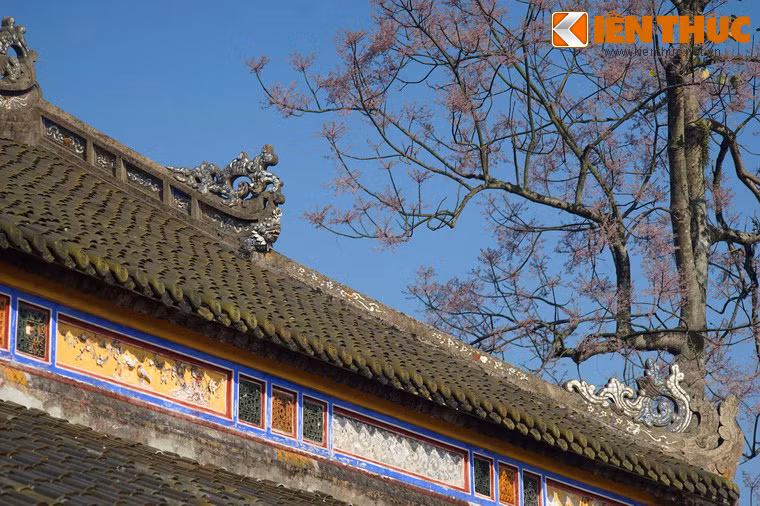 Sự tươi mới, rạo rực của hoa ngô đồng kết hợp một cách hài hòa với nét thâm trầm, cổ kính của các cung điện, làm tôn thêm vẻ đẹp của các công trình này.