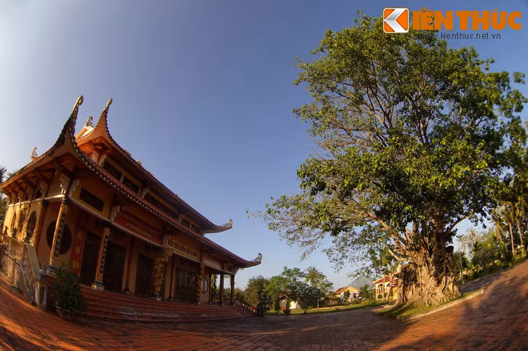 Một số hình ảnh khác về cây bồ đề ở đền thờ Lương Văn Chánh.