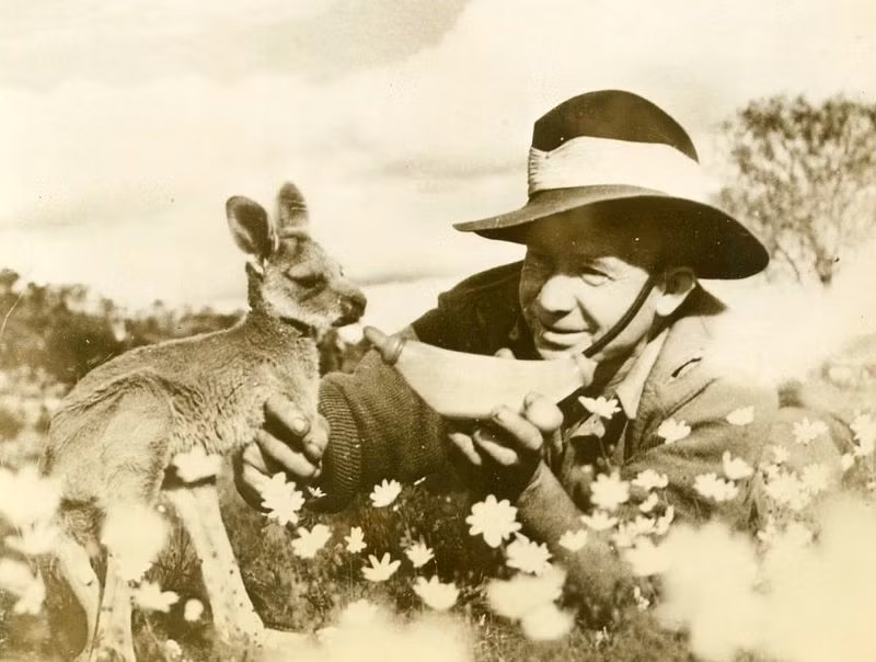 Một người lính Australia cho chú chuột túi non bú sữa trong thời Thế chiến II. Ảnh: MacArthur Museum.