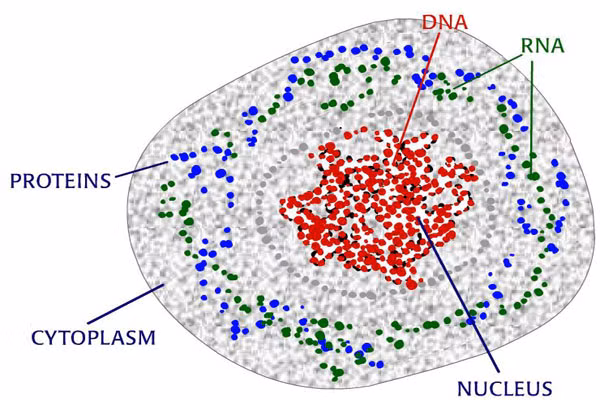 1. DNA của bạn có thể kéo dài từ trái đất đến mặt trời 600 lần. Trong một tế bào có khoảng 3 mét DNA và cơ thể bạn có 10 nghìn tỷ tế bào. Với tổng số DNA như vậy thì tổng số DNA trong có thể bạn có thể thực hiện hàng trăm chuyến viếng thăm mặt trời và ngược lại.