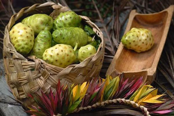 1. Nước ép quả nhàu. Cây nhàu mọc hoang tại vùng Đông Nam Á, Tây ấn, Hawaii. ở Việt Nam thường mọc nhiều ở các tỉnh phía Nam. Được coi là loại quả hữu hiệu trong phòng chống ung thư giai đoạn đầu. Nó có thể giết chết các tế bào ung thư và sản sinh các tế bào bạch cầu trong cơ thể. Nó cũng phóng to các màng tế bào tạo thuận lợi cho việc hấp thụ các chất dinh dưỡng chống ung thư.