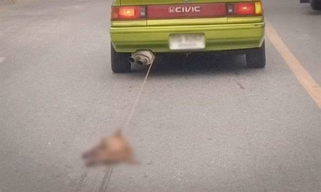 Thay vì buồn, chủ nhân làm điều rùng rợn này với xác chó cưng Thay vi buon, chu nhan lam dieu rung ron nay voi xac cho cung