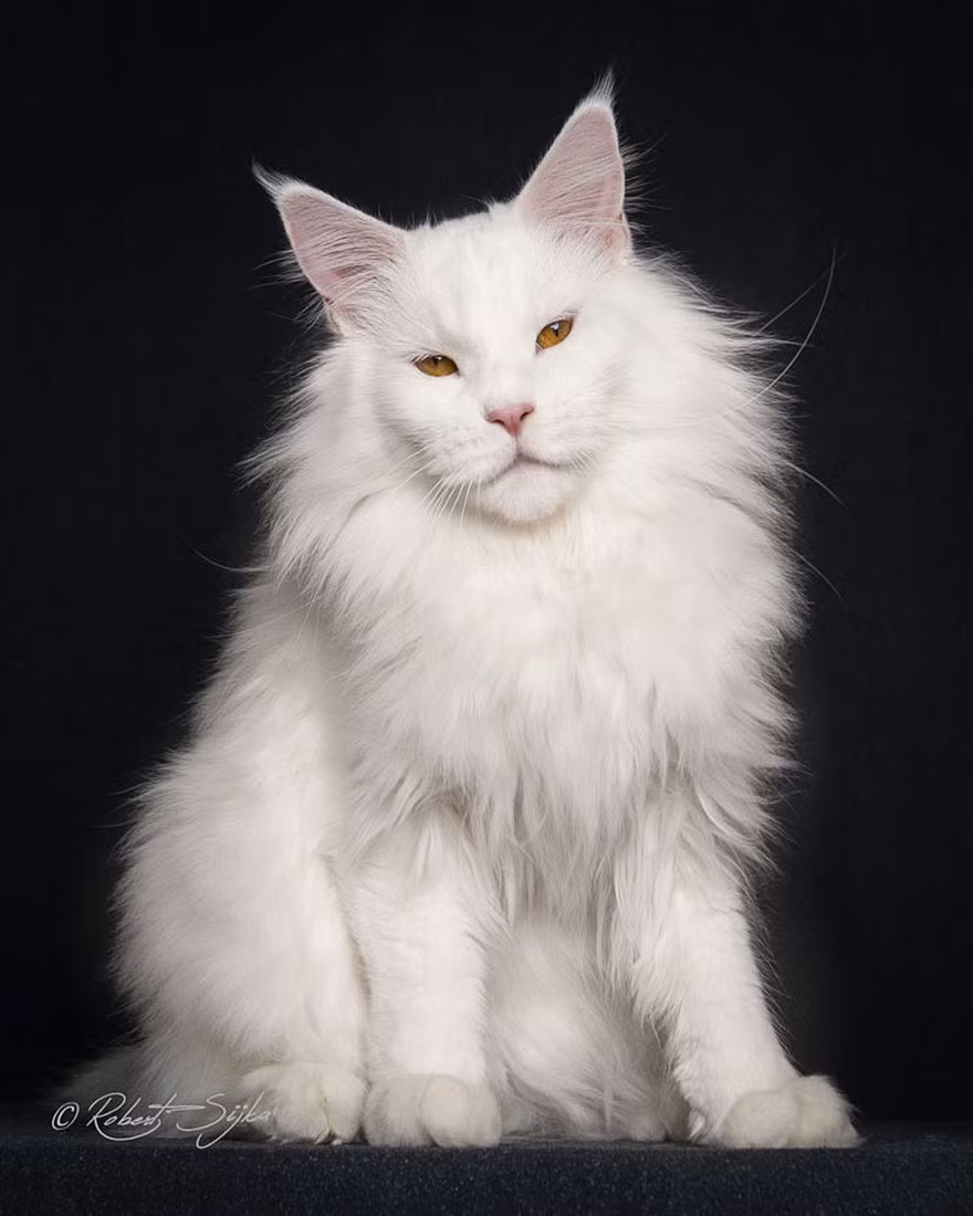 Giả thuyết được chấp nhận rộng rãi hiện nay là Maine Coon là sản phẩm của việc lai giống giữa mèo nhà lông ngắn địa phương với mèo lông dài do các thủy thủ người Viking mang tới vào thế kỷ 11 hoặc những thủy thủ người Anh thời cận đại đem lại.