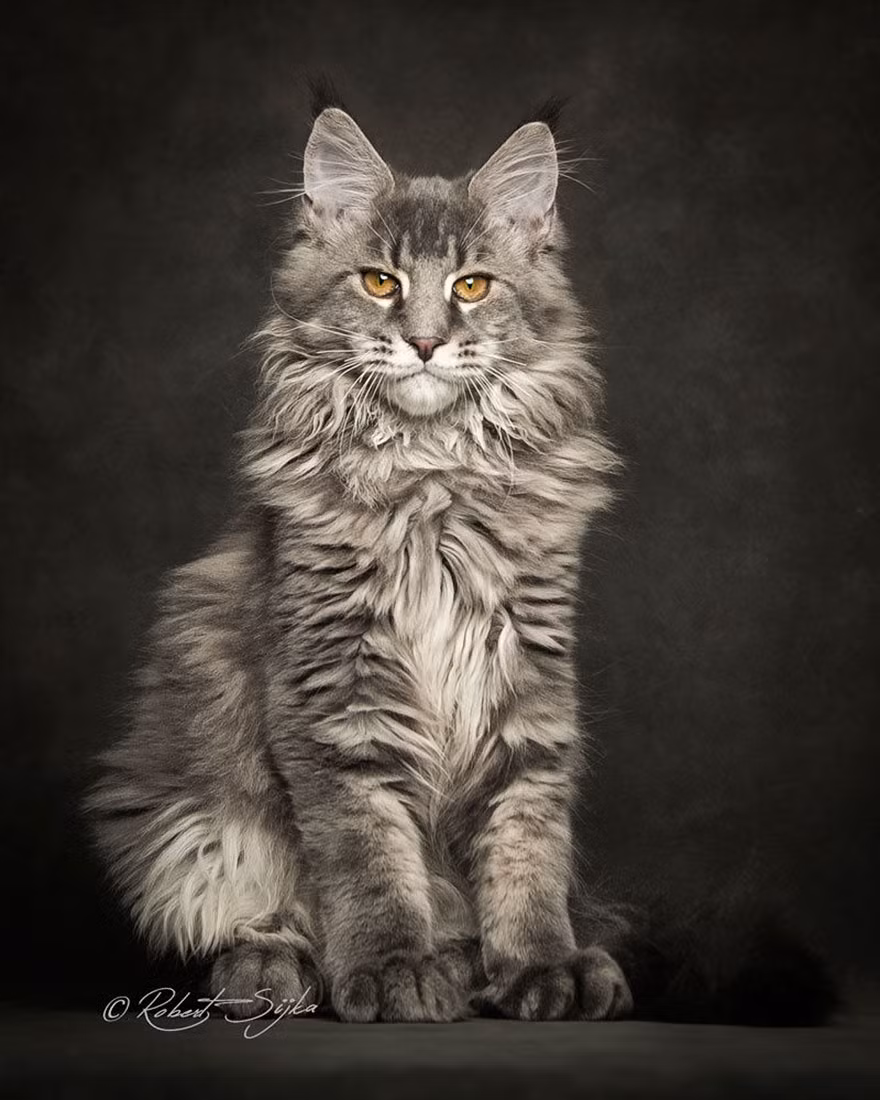 Ngay cả khi chưa trưởng thành, những con mèo Maine Coon cũng đã sở hữu vẻ đẹp mê hoặc lòng người.