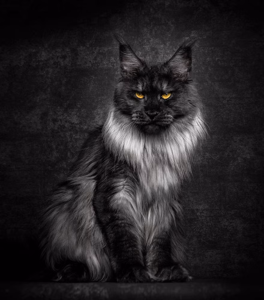 Mèo Maine Coon được mệnh danh là loài mèo huyền thoại cổ xưa cũng bởi vẻ đẹp sang chảnh đậm chất quý tộc, hoàng gia của mình. Đây cũng là loài mèo thuần chủng lớn nhất thế giới.