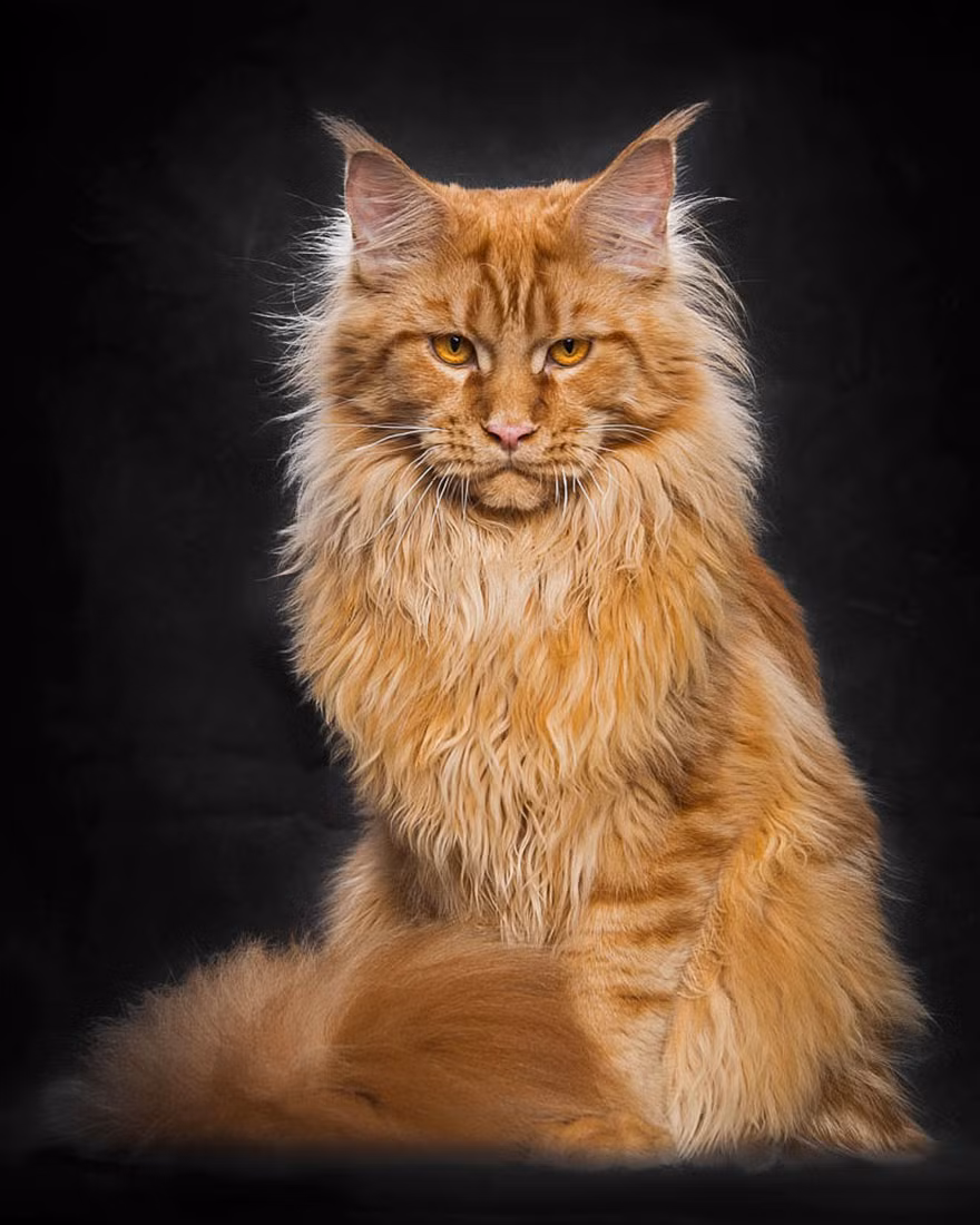 Giả thuyết khác cho rằng mèo Maine Coon ra đời từ sự yêu đương của mèo nhà với linh miêu, giải thích cho chòm lông nằm trên đỉnh tai của mèo Maine Coon.