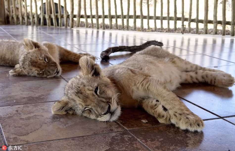 Xem sư tử con sinh ra từ thụ tinh nhân tạo đầu tiên - Hình 2 Xem su tu con sinh ra tu thu tinh nhan tao dau tien-Hinh-2