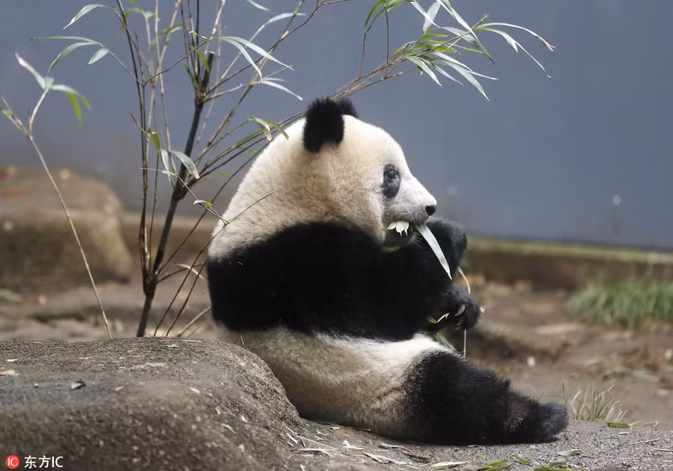 Tuy nhiên, sau khi tận hưởng mọi thú vui một cách độc lập, gấu trúc Hương Hương có vẻ nhớ hơi mẹ. Khuôn mặt của gấu trúc trẻ tuổi lộ rõ vẻ cô đơn.