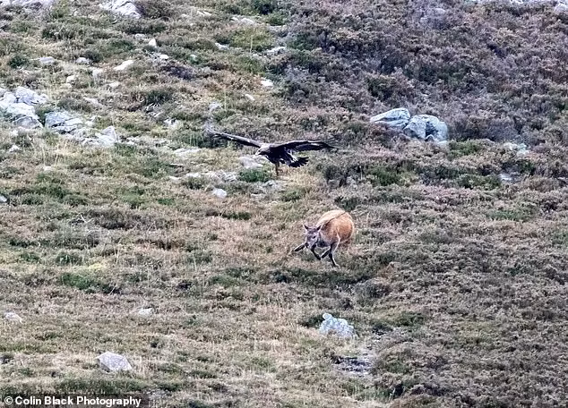 Kịch tính màn săn giết nai non "hội đồng" của đại bàng - Hình 2 Kich tinh man san giet nai non