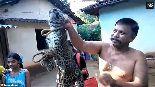 Phẫn nộ báo đốm con bị dân làng bắt giữ, lấy làm trò Phan no bao dom con bi dan lang bat giu, lay lam tro