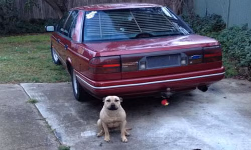 Uc: Cho pit bull can khach, chu lao vao cuu lien bi can chet