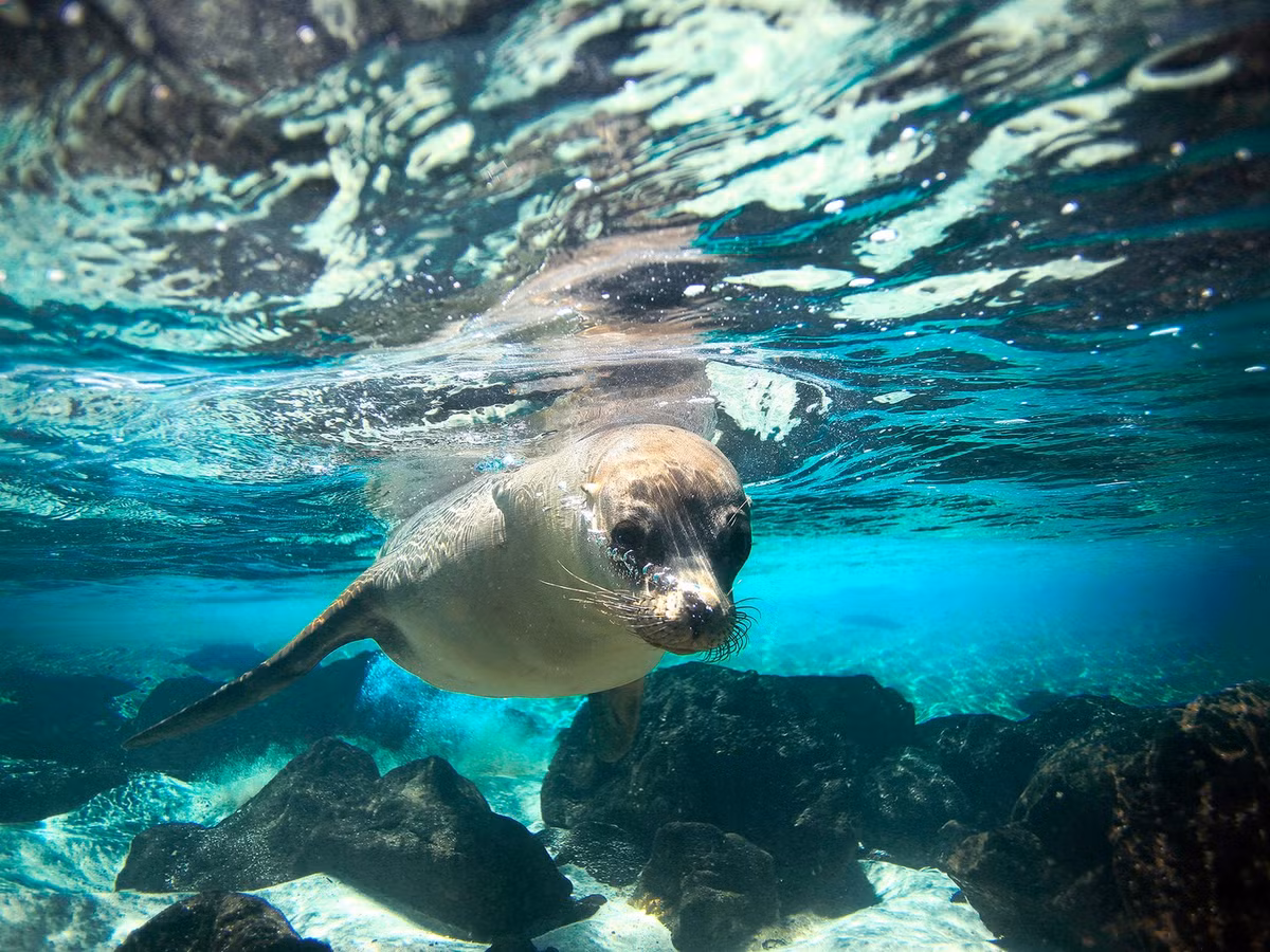 Quần đảo Galápagos của Ecuador là một trong những nơi hiếm hoi trên thế giới có số động vật nhiều hơn số người dân.