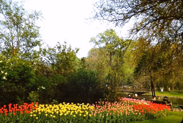 Hoa tulip đua nhau khoe sắc ở công viên St. James.