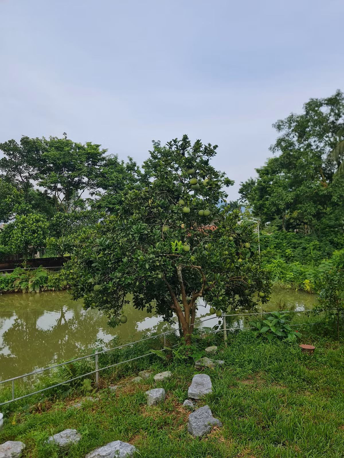 Bên cạnh đó, vườn còn có nhiều loại cây ăn quả như đu đủ, mít, bưởi, xoài, ổi, bơ, mãng cầu, na, hồng xiêm, vú sữa, chuối, vải, nhãn,…, đủ để gia đình 5 thành viên có nguồn thực phẩm sạch thưởng thức quanh năm, hiếm khi phải đi chợ mua. Ảnh: Phan Hồng Sơn
