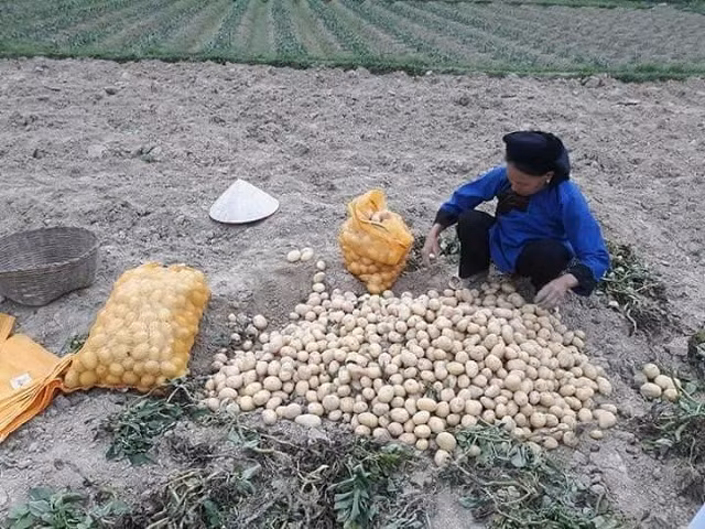 Người dân Chi Lăng lo lắng vì khoai tây không nơi tiêu thụ. Ảnh: IT.